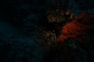 Pirate Divers Club - Lobster Wall - Deep Dive_1